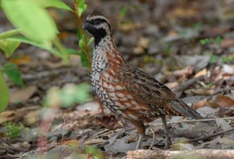 Yucatan Mexico